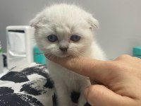 Her renk scottish yavrular