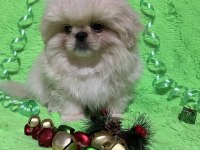 İmperyal Pekinez Köpeği Yavrularımız