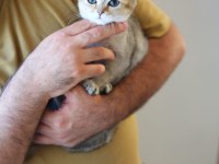 Teslime Hazır Beyaz Cins Yavru Kediler