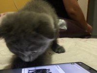 Scottish Fold 0 Numara Erkek Yavru