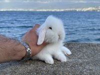 Hollanda lop tavşanlar her ile gönderilir kafesleri ile birlikte