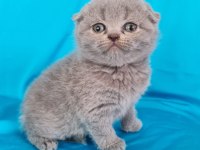 Scottish Yavrular Sahibinden