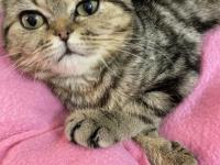Scottish Yavru Kedi