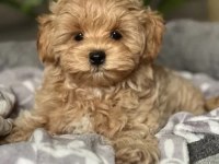 Baby Face Maltipoo Yavrularımız