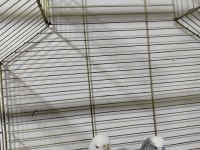 Jumbo Muhabbet Kuşu Hazır Takım Daha Önce Yavru Alındı