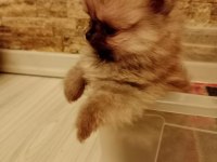 Ömürlük Irk Garantili Pomeranianlar