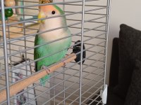 Sevda papağanı 2 yaşında