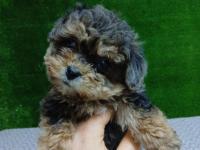 Maltipoo Merle Tan Irk Ve Sağlık Garantili