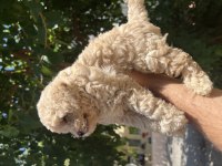 Güzel Maltipoo Yavrularım