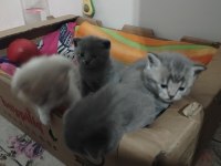 Tatlımı Tatlı Bebiş Kediler Burada