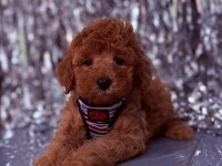 Safkan Cins Toy Poodle Yavrular