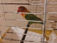 2 Yaşında Erkek Cennet Papağanı