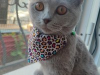 Peri Kızım British Shorthair