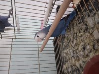 Dişi Sevda Papağanı