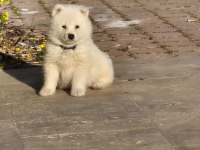 Show Kalite Samoyed Bebekler