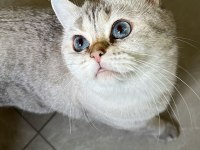 5 yaşında british shorthair ücretsiz sahiplendirme