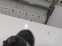 Smokin British Sahiplendirme Ücretsiz