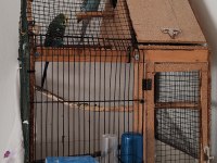 Kafes İle Birlikte Muhabbet Kuşlar