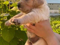 Golden Retriever Yavrular Gelip Görerek Alabilirsiniz Adrese Teslimat Var