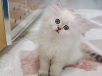 Kdimiz Çocukların Sevimli Arkadaşı