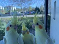 Ele Alışkın Yavru Sultan Papağanı