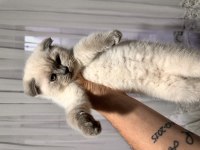 Scottish Fold Blue Point Erkek 65 Günlük