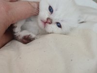 Anne sütünden kesilmek üzere iran kedisi (persian)