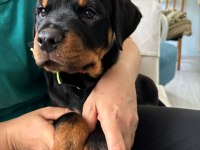 Koca Kafalı Rottweiler Bebekler