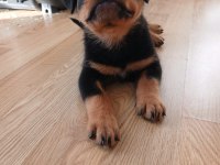 Şecereli Rottweiler Yavrularımız Yeni Ailesini Bekliyor