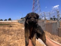 Koruma İçgüdüsü Yüksek Alman Kurdu