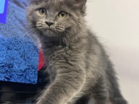 Maıne coon yavrumuz