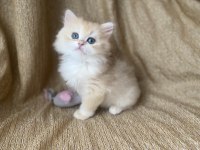 Golden British Longhair Kedimiz