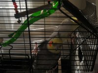 Sağlıklı Takım Sultan Papağanı