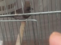 Damızlık boz renk bengay kedisi