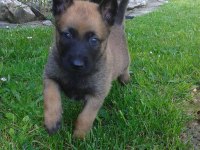 Belçika Malinois Yavruları