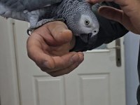 Çocuk Hastası Full Evcil Jako Papağanı
