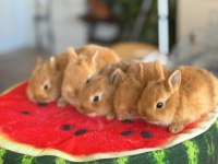 Cüce Ve Lop Irkı Tavşan