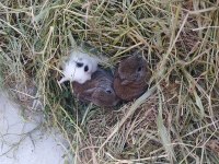 Cüce ve lop tavşan