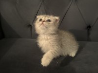 Safkan Scottish Fold Yavrular Ayı Surat 2 Aylık