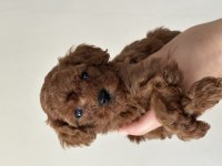 Tea Cup Poodle Dişi Yavrular