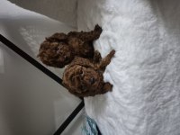 Kore Tea Cup Poodle Yavrular