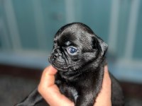 Pug Mops Pink Taşıyıcı