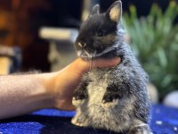 Safkan Hollanda Mini Cüce Tavşanlarımız Her Yere Gönderim