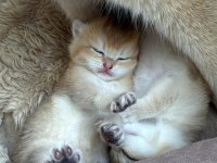 Goldenların Sarısı British