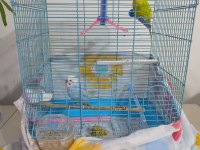 Konuşan Muhabbet Kuşu Çift Mükemmel İkili