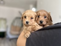 Sevecen Maltipoo