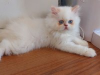 2 aylık erkek bebek köpeğimiz yuva arıyor