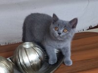 Klasik Blue Renk British Shorthair Dişi Yavru