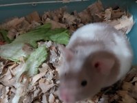 Hamster Yavrular Mevcut