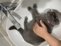 Akıllı Kedimiz British Shorthair Hera